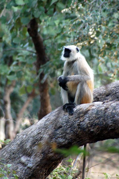 Black-faced Langur