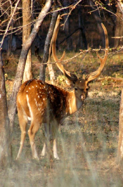 Chital with a large rack of antlers