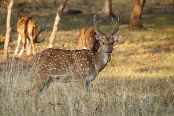 Chittal (Axis axis), most commonly known as spotted deer