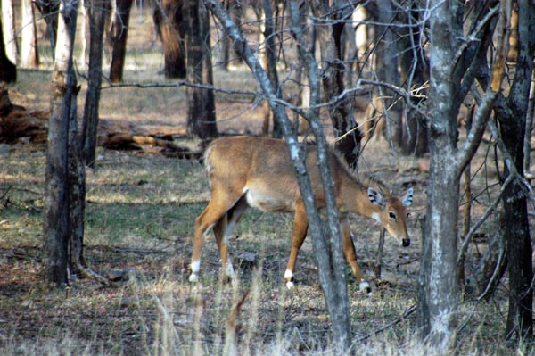 Female Nilgai are much lighter than the males