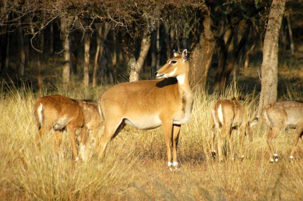 Female Niglai with young