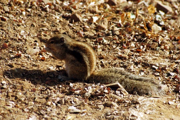 Five-striped (or Northern) Palm Squirrel (Funambulus pennatii)