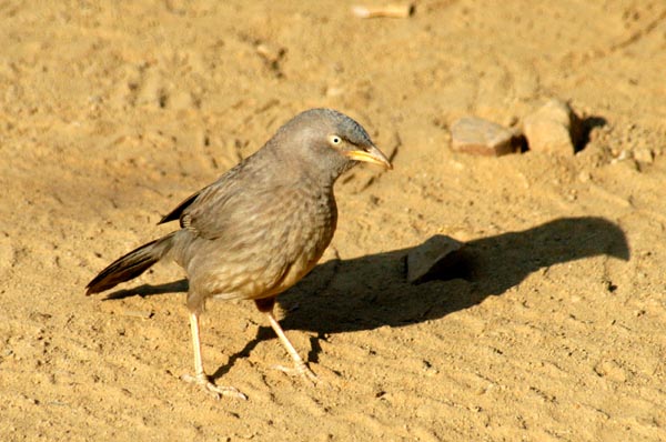 Jungle Babbler (Turdoides striatus)