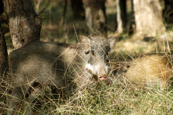 Wild boar