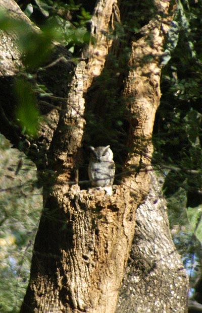 Roosting Collared Scops Owl (Otus bakkamoena)