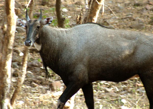 Nilgai - Blue Bull Antelope