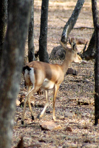 Chinkara (Gazella bennettii) more commonly known as Indian gazelle