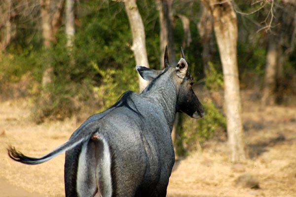 Nilgai - Blue Bull Antelope