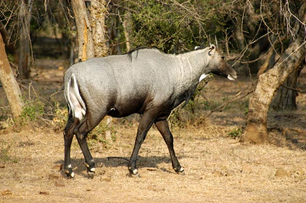 Nilgai - Blue Bull Antelope