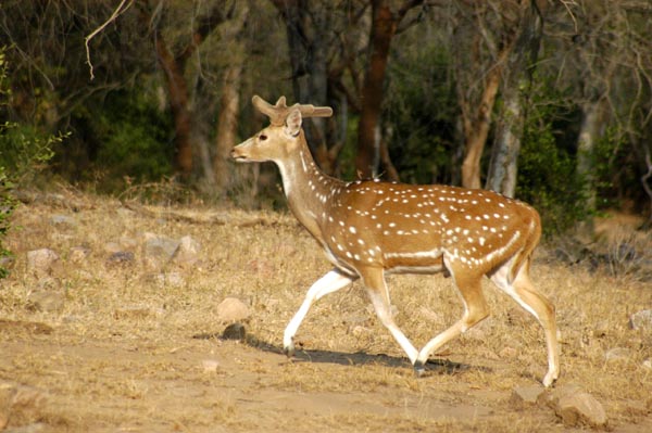 Chital