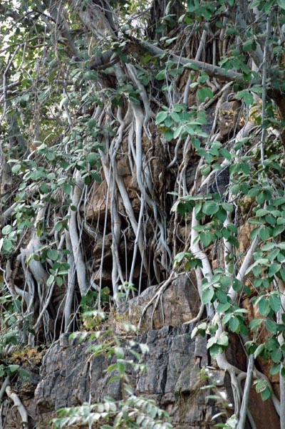 Roots clinging to a cliff