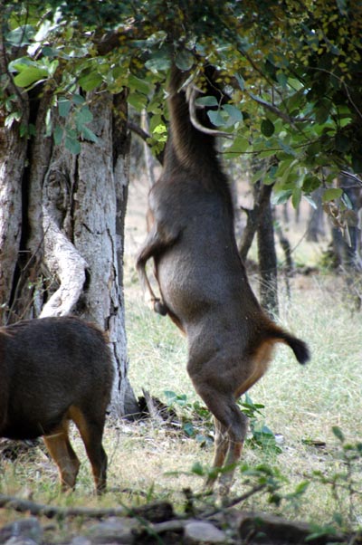 Sambar standing on hind legs to browse