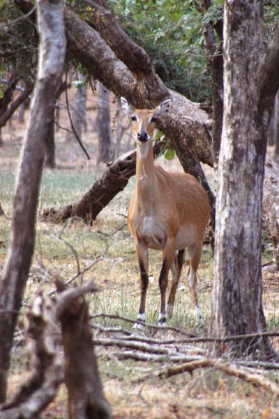 Female Nilgai antelope are much lighter in color