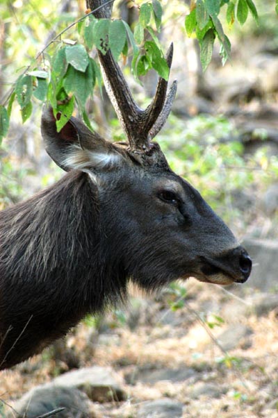 Sambar