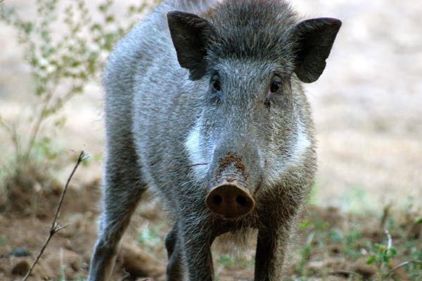 Wild boar