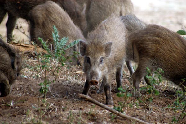 Wild boar piglets
