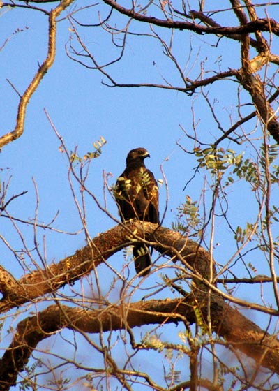 Oriental Honey-Buzzard (Pernis ptilorhynchus)