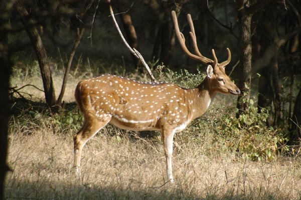 Chital buck