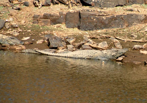 Marsh Mugger Crocodile (Crocodylus palustris)