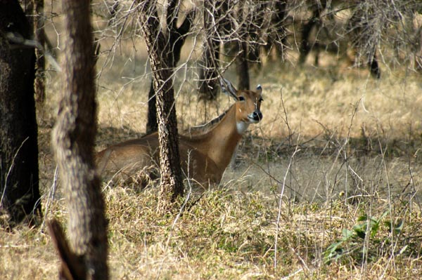 Late in the morning, a female Nilgai is resting
