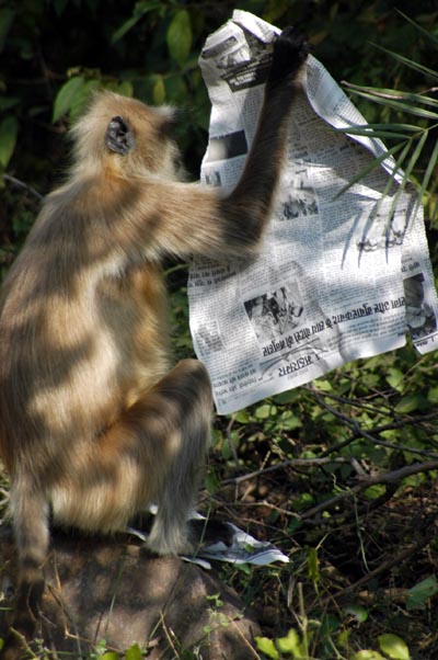 Just outside the park we found this monkey reading, then eating, this newspaper