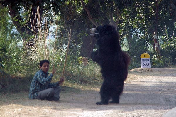 Along the road from Agra to Fatehpur Sikri, about twenty captive Sloth Bears are forced to dance. Don't give them money!