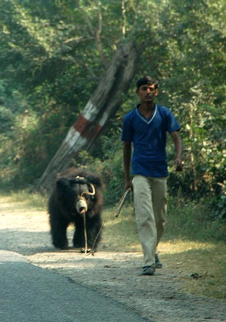 Walking a captive bear along the Agra-Fatehpur road