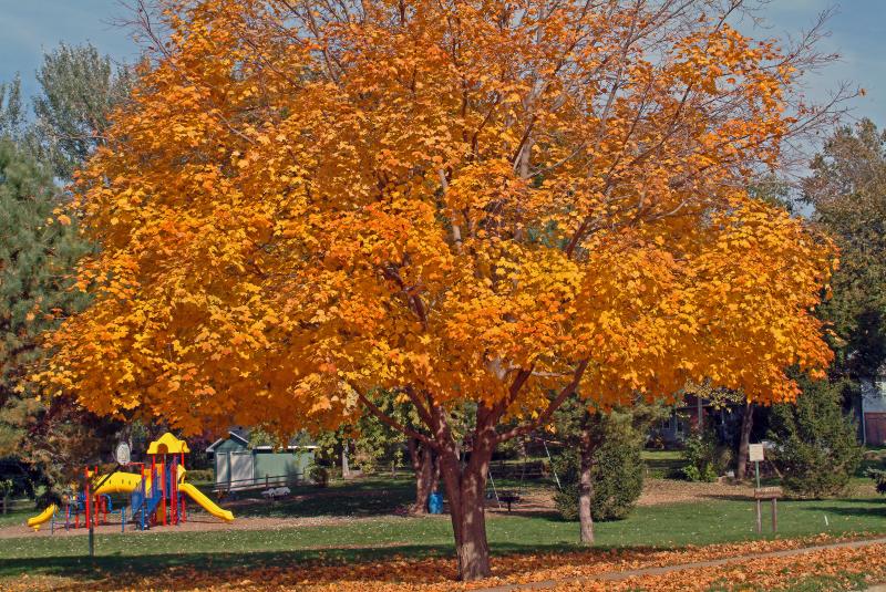 Color in the Park