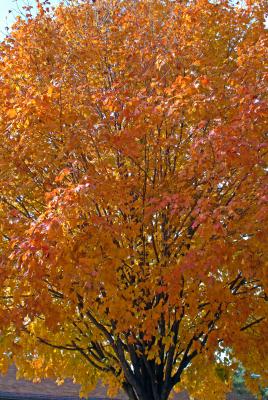 A Riot of Color in the Autumn Leaves