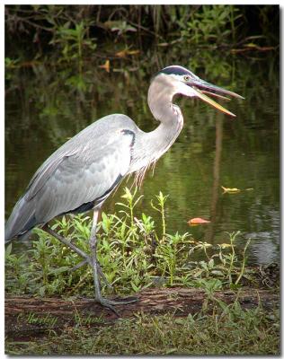 Talking-heron-2.jpg