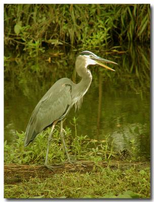 Talking heron-1.jpg