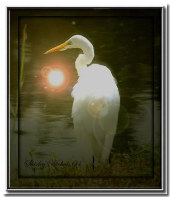 Egret in sunshine.jpg