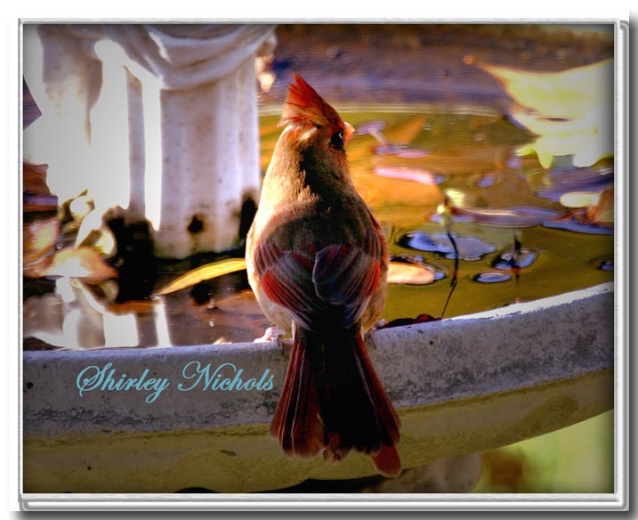 Red bird at the bath.jpg