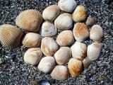 glacier bay shell arrangement