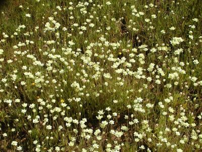 0P3316440_FieldWht.jpg
