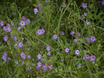 0P3316458_FieldLtBluFlwrs.jpg