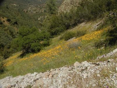 0P3316467_FieldPoppies.jpg