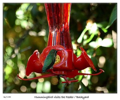 Hummer visits the Feeder