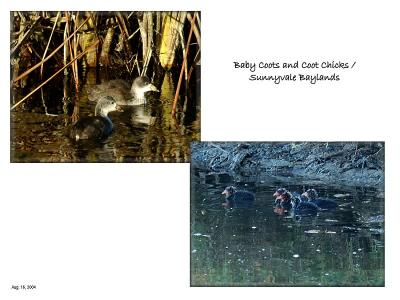New life at the Baylands - Coot Chicks