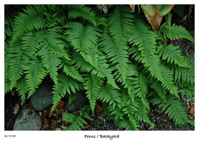 Just some ferns from the yard