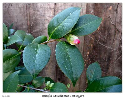 Colorful Camellia Bud