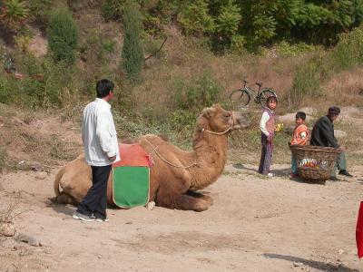 Dscn2122_Camel.jpg