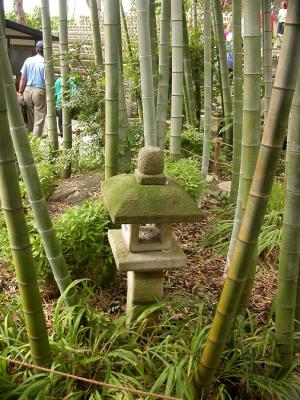 u6/bryan_murahashi/medium/6420117.DSCN2857_Bamboo.jpg