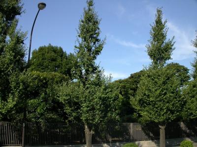 Ginko Trees