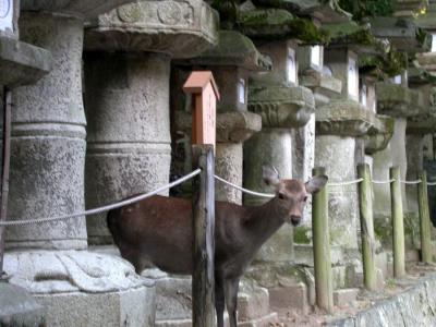Kasuga Shrine, Nara