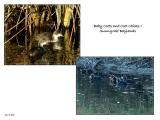 New life at the Baylands - Coot Chicks