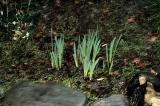 New sprouts in the yard