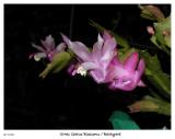 XMas Cactus blossoming