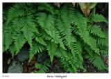 Just some ferns from the yard