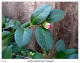 Colorful Camellia Bud